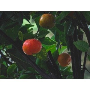 Citrusy Mandarinkovník Zahradnictví: rastlinky.sk